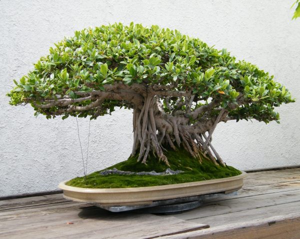 Cho thuê cây đa thế, đẹp, sang trọng, hợp đồng thuê tối thiêu 6 tháng